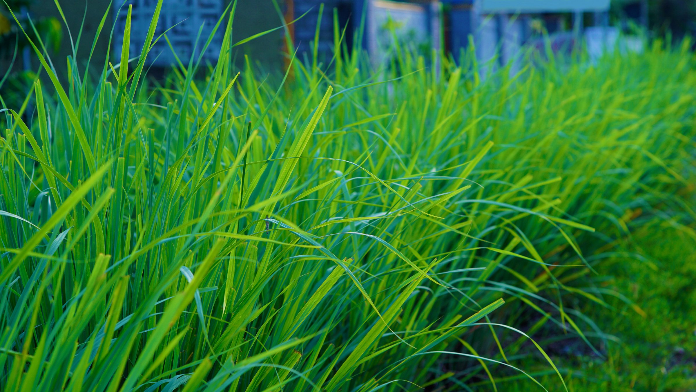 Lemongrass in the garden