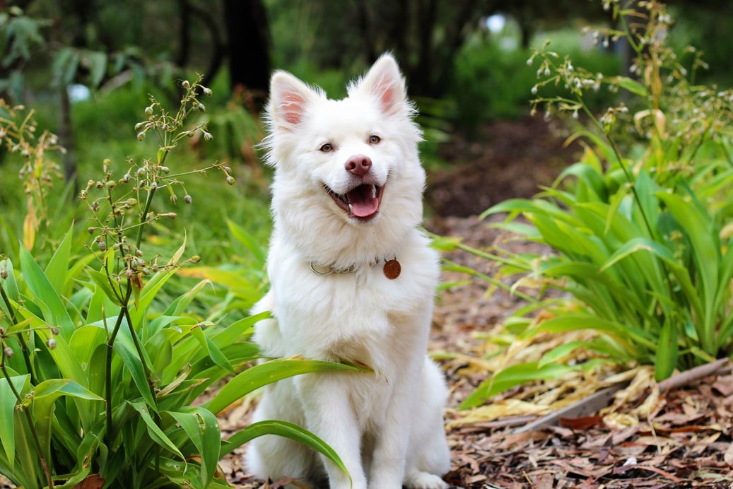 A Dog is Happy